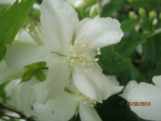 Name:  filbahri1.jpg
Views: 1068
Size:  57.4 KB