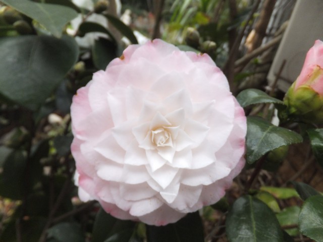 Name:  DSCF6280.jpg
Views: 405
Size:  61.5 KB