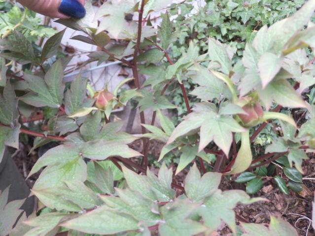 Name:  DSCF6290.jpg
Views: 405
Size:  55.9 KB