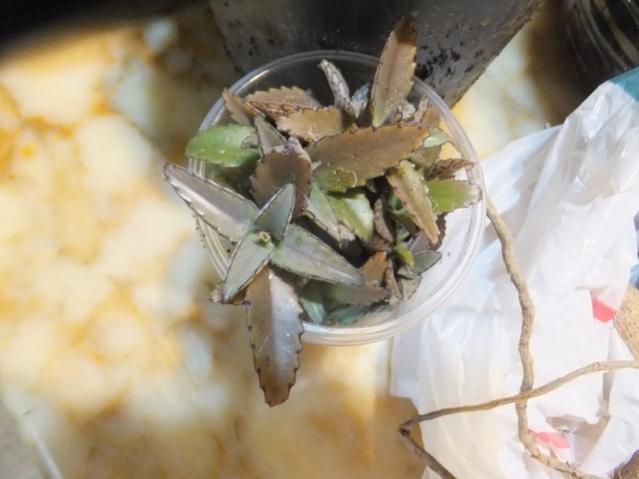 Name:  DSCF6316.jpg
Views: 381
Size:  33.6 KB