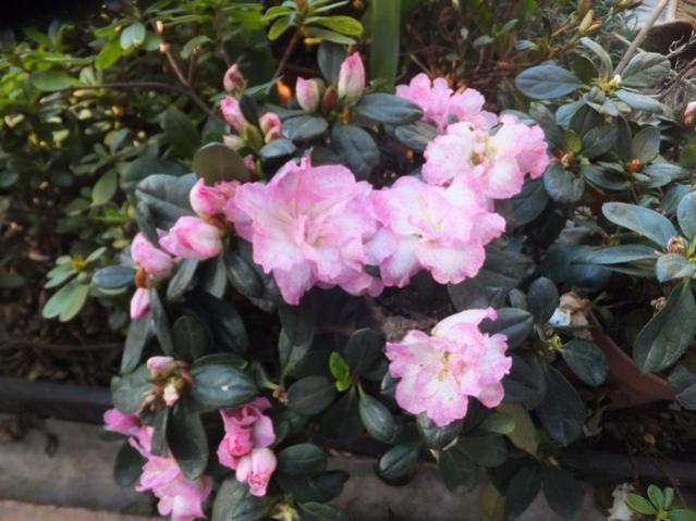 Name:  DSCF6349.jpg
Views: 376
Size:  50.0 KB