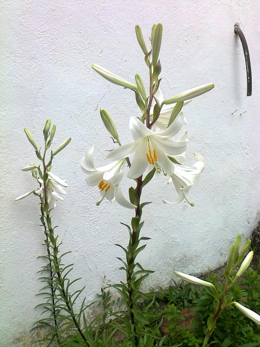 Name:  Fotoraf0742.jpg
Views: 629
Size:  70.7 KB
