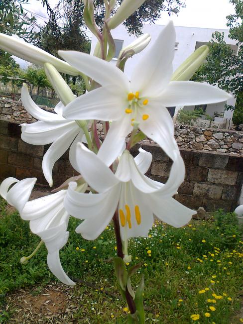 Name:  Fotoraf0748.jpg
Views: 635
Size:  75.7 KB