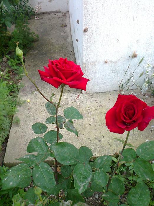 Name:  Fotoraf0764.jpg
Views: 699
Size:  72.6 KB