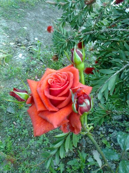 Name:  Fotoraf0765.jpg
Views: 653
Size:  76.9 KB