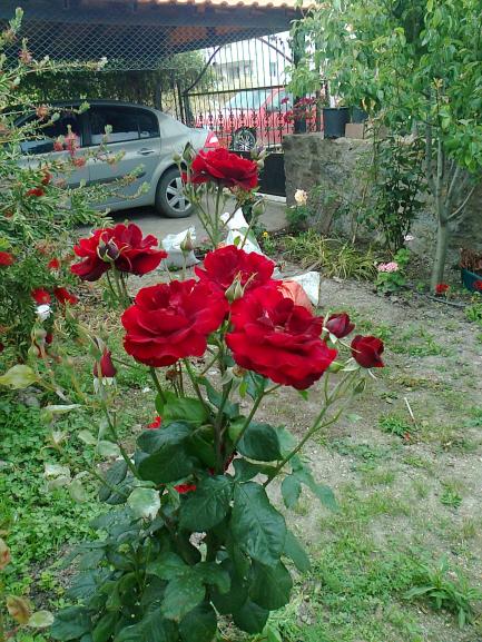 Name:  Fotoraf0718.jpg
Views: 619
Size:  76.6 KB
