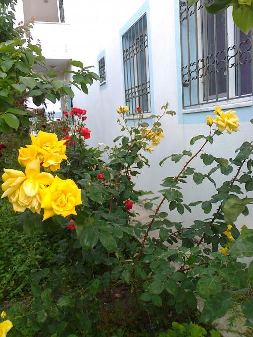 Name:  Fotoraf0683.jpg
Views: 616
Size:  75.7 KB