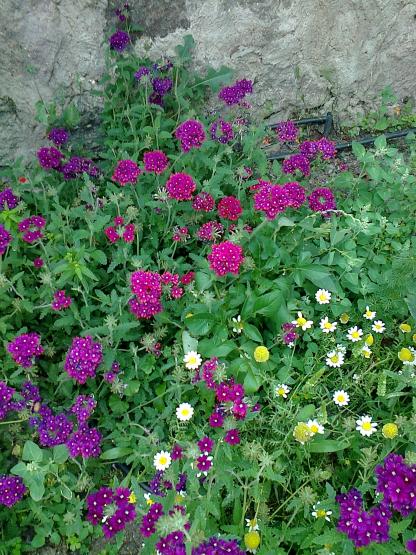 Name:  Fotoraf0685.jpg
Views: 616
Size:  77.3 KB
