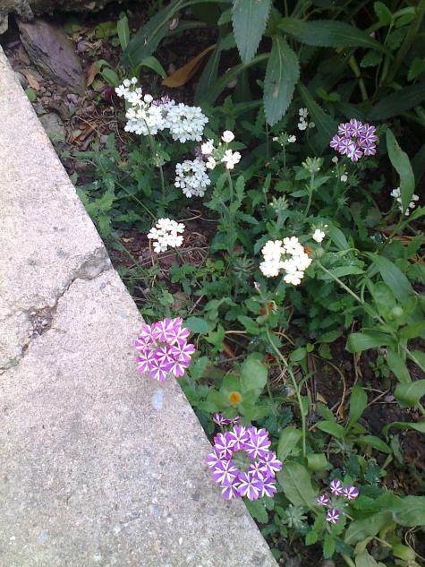 Name:  Fotoraf0719.jpg
Views: 620
Size:  76.1 KB