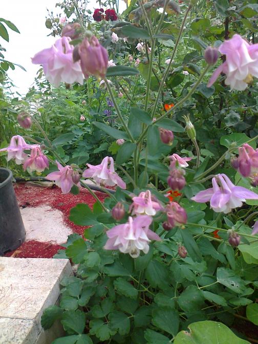 Name:  Fotoraf0696.jpg
Views: 791
Size:  75.4 KB