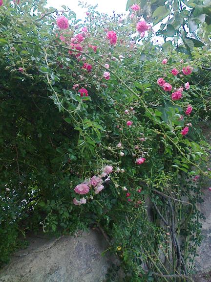 Name:  Fotoraf0689.jpg
Views: 758
Size:  74.7 KB