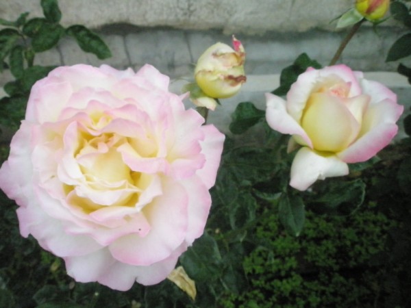 Name:  PA091061 - Kopya (600 x 450).jpg
Views: 1059
Size:  53.3 KB