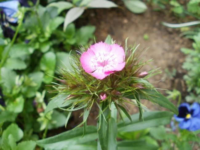 Name:  P5120562a.jpg
Views: 394
Size:  43.4 KB