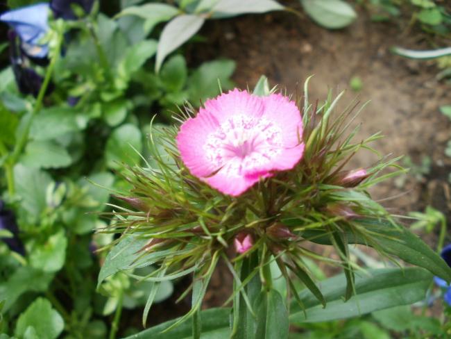 Name:  P5120561a.jpg
Views: 421
Size:  46.8 KB