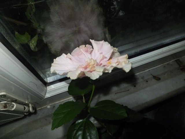 Name:  DSCF6406.jpg
Views: 349
Size:  68.3 KB
