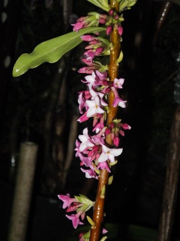 Name:  DSCF6431.jpg
Views: 342
Size:  46.0 KB
