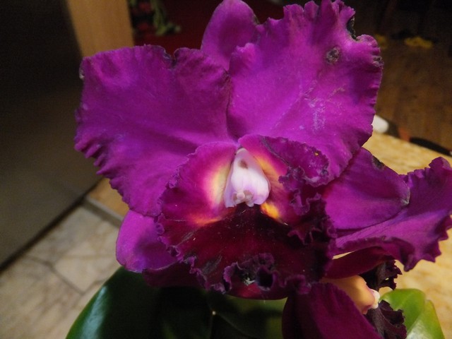 Name:  DSCF6436.jpg
Views: 340
Size:  68.2 KB