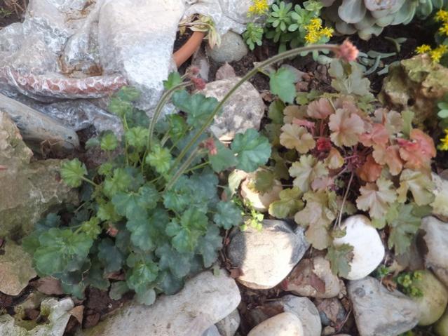 Name:  DSCF6488.jpg
Views: 295
Size:  58.5 KB