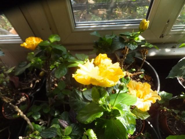 Name:  DSCF6510.jpg
Views: 270
Size:  46.1 KB
