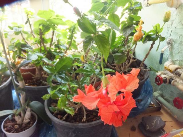Name:  DSCF6514.jpg
Views: 276
Size:  53.9 KB