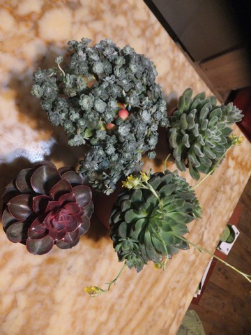 Name:  DSCF6519.jpg
Views: 288
Size:  64.3 KB