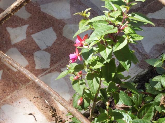Name:  DSCF6647.jpg
Views: 289
Size:  55.9 KB