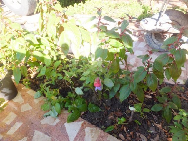 Name:  DSCF6649.jpg
Views: 256
Size:  60.8 KB