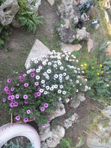 Name:  DSCF6659.jpg
Views: 283
Size:  41.5 KB