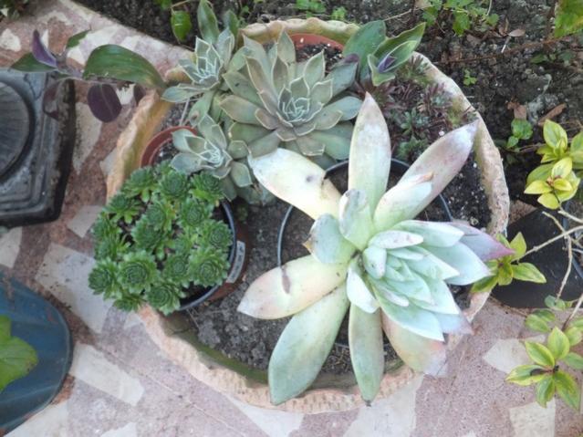 Name:  DSCF6687.jpg
Views: 583
Size:  56.8 KB