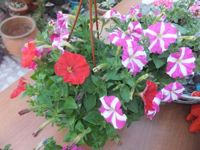Name:  DSCF6713.jpg
Views: 570
Size:  54.2 KB