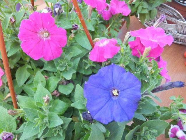 Name:  DSCF6716.jpg
Views: 585
Size:  54.1 KB