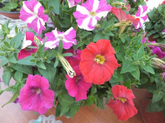 Name:  DSCF6719.jpg
Views: 591
Size:  51.2 KB