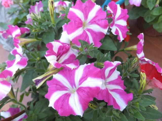 Name:  DSCF6721.jpg
Views: 563
Size:  48.7 KB