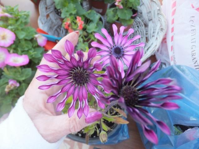 Name:  DSCF6723.jpg
Views: 584
Size:  46.9 KB