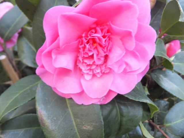 Name:  DSCF6756.jpg
Views: 545
Size:  35.4 KB