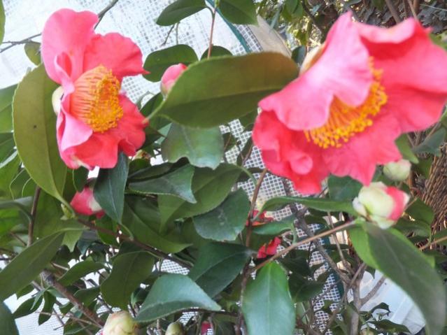 Name:  DSCF6764.jpg
Views: 559
Size:  51.8 KB