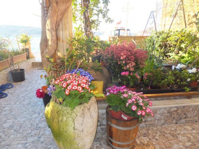 Name:  DSCF6782.jpg
Views: 827
Size:  59.9 KB