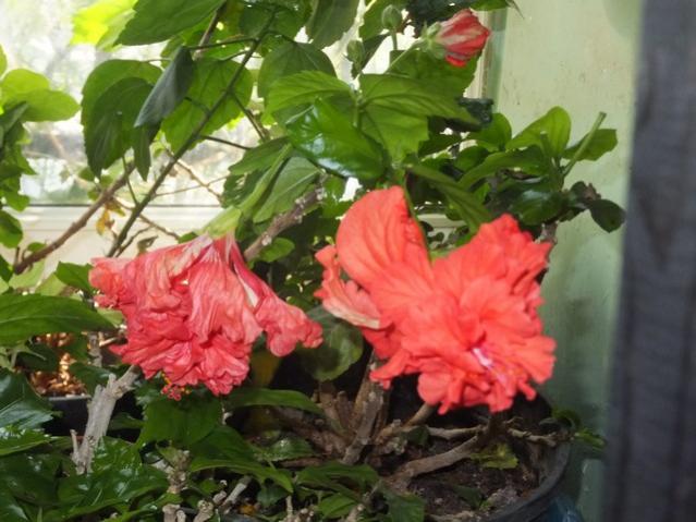 Name:  DSCF6786.jpg
Views: 802
Size:  49.3 KB