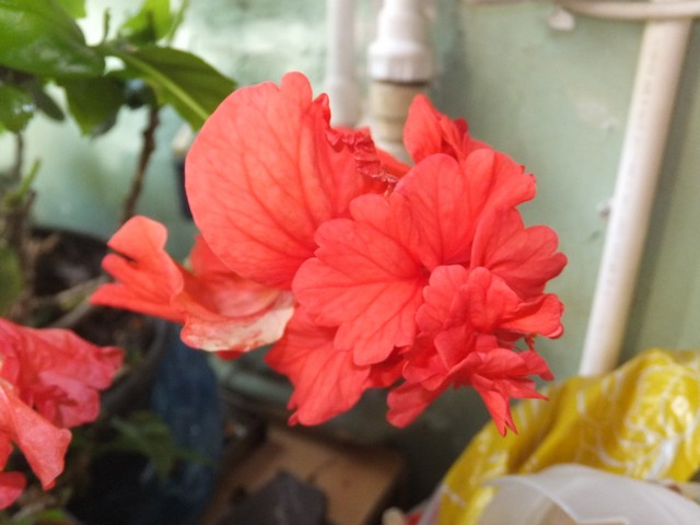 Name:  DSCF6787.jpg
Views: 842
Size:  65.6 KB