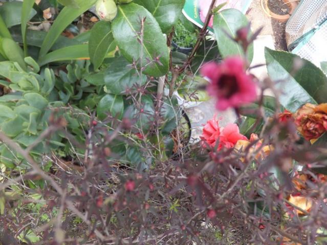 Name:  DSCF6820.jpg
Views: 544
Size:  58.0 KB