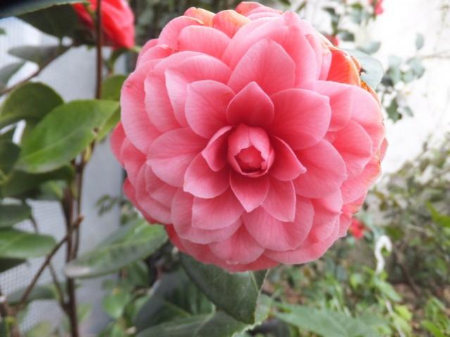 Name:  DSCF6879.jpg
Views: 544
Size:  37.5 KB