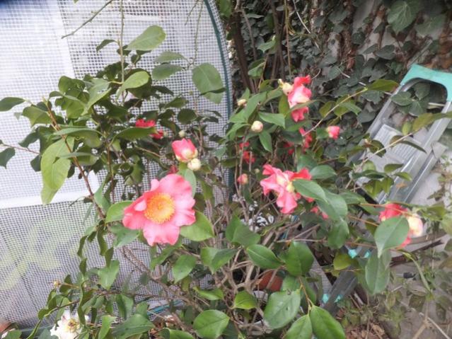 Name:  DSCF6882.jpg
Views: 532
Size:  68.2 KB