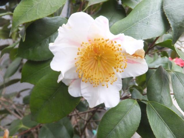 Name:  DSCF6884.jpg
Views: 525
Size:  38.3 KB