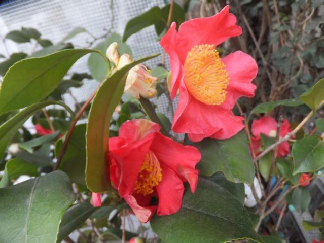 Name:  DSCF6885.jpg
Views: 547
Size:  43.2 KB