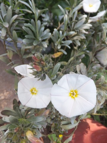 Name:  DSCF6913.jpg
Views: 546
Size:  56.4 KB
