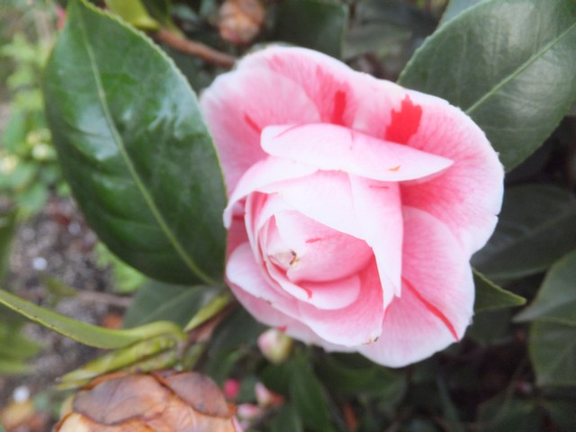 Name:  DSCF6922.jpg
Views: 538
Size:  64.0 KB