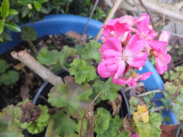 Name:  DSCF6927.jpg
Views: 539
Size:  40.6 KB