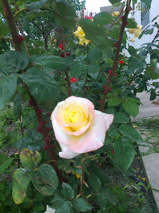 Name:  Fotoraf0682.jpg
Views: 658
Size:  74.4 KB