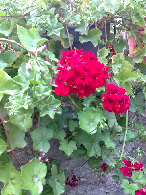 Name:  Fotoraf0673.jpg
Views: 677
Size:  77.4 KB