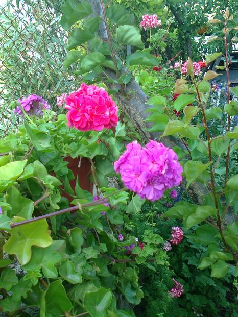 Name:  Fotoraf0671.jpg
Views: 667
Size:  78.3 KB